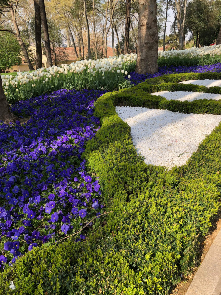 В отпуск с любимым питомцем: история блогера о путешествии в Стамбул с йоркширским терьером