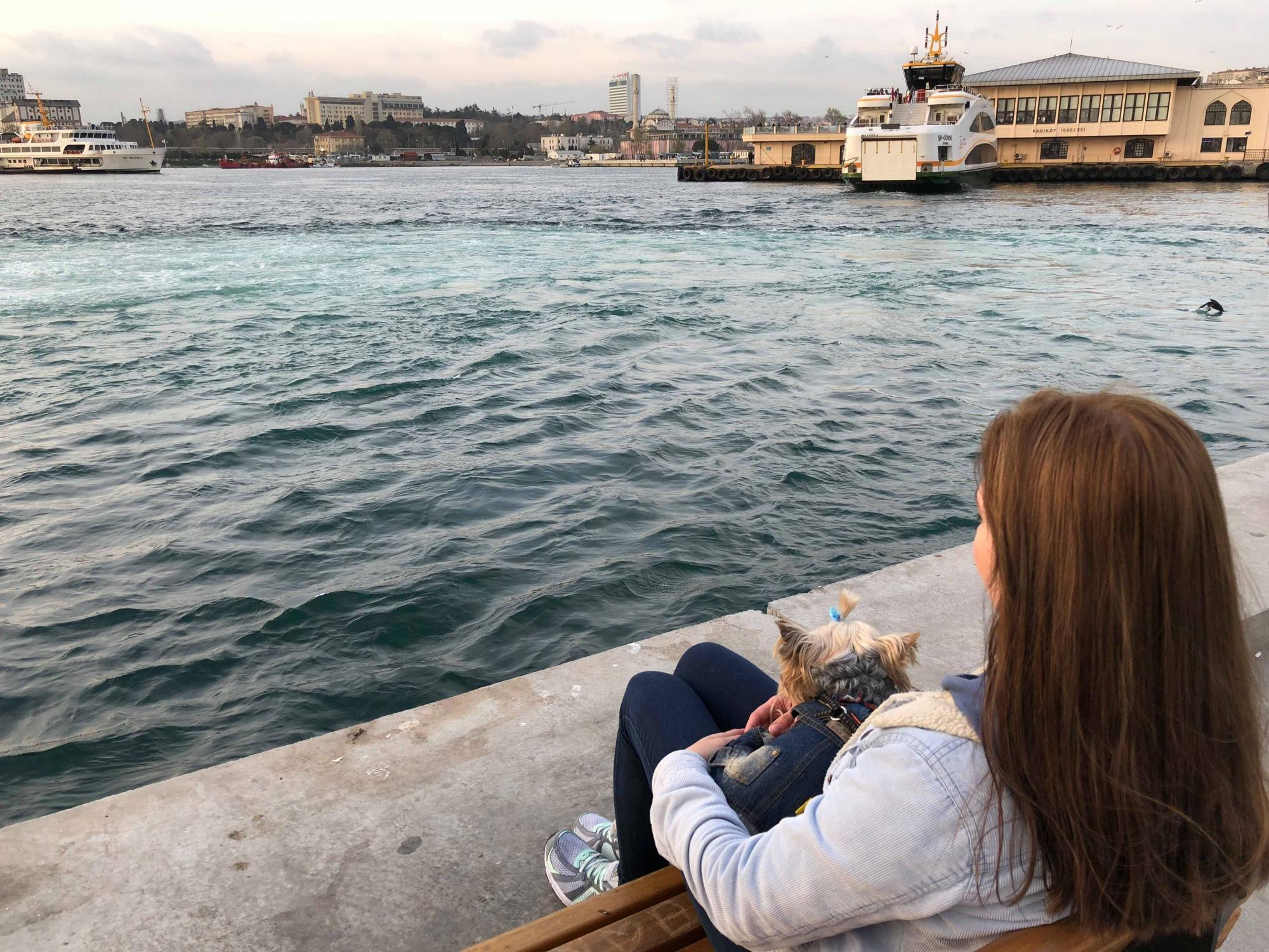 В отпуск с любимым питомцем: история блогера о путешествии в Стамбул с йоркширским терьером
