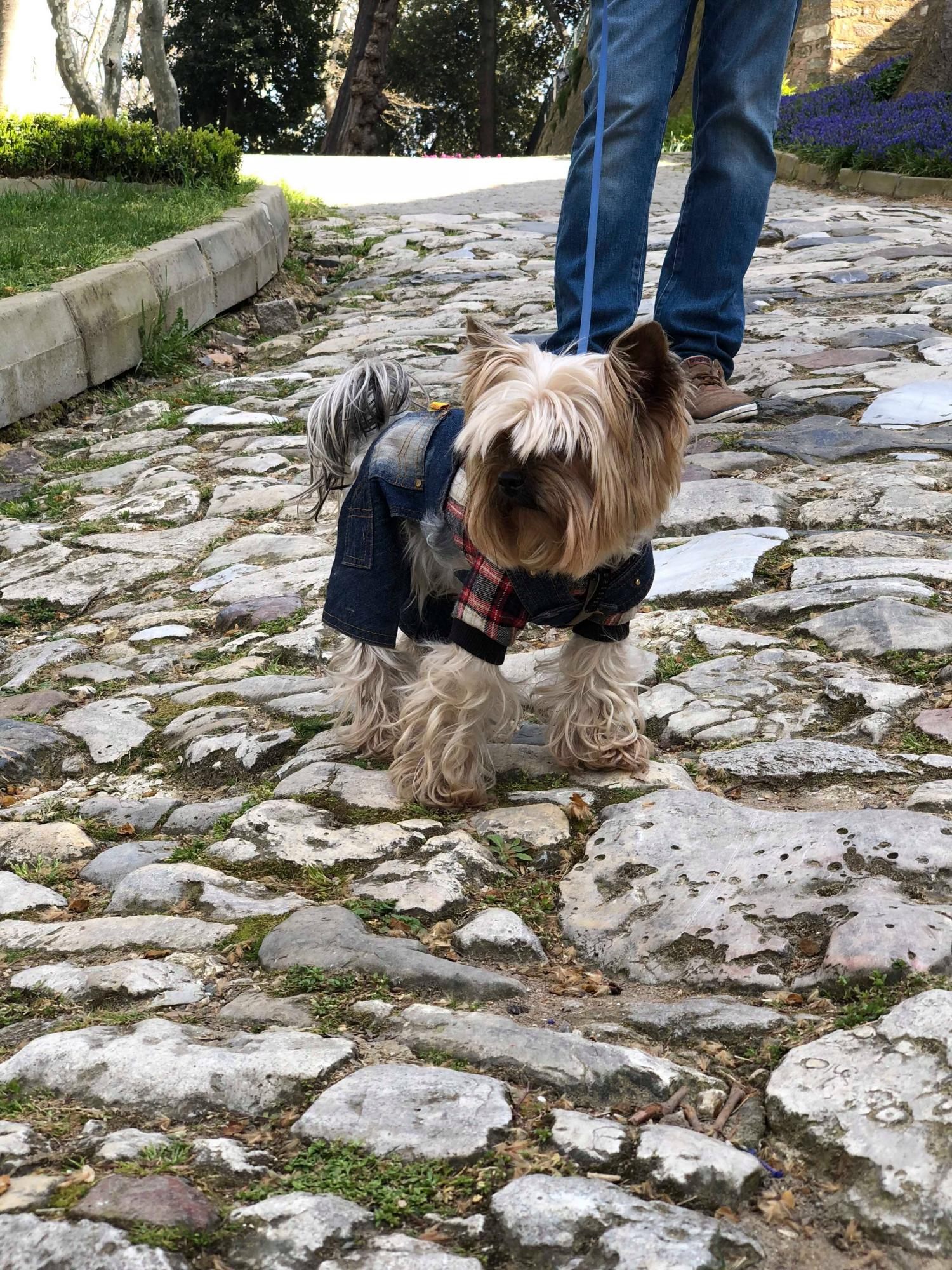 В отпуск с любимым питомцем: история блогера о путешествии в Стамбул с йоркширским терьером