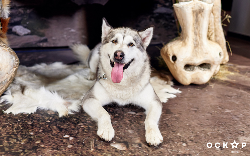 В Киеве состоялась гала-премьера эпического фильма "Альфа" (фото)