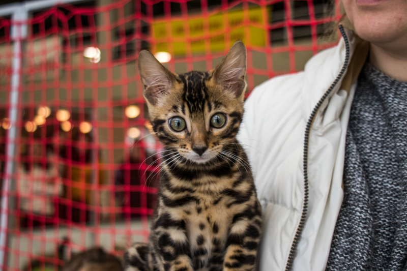 Пушистые экспонаты из разных стран: в Киеве проходит выставка кошек