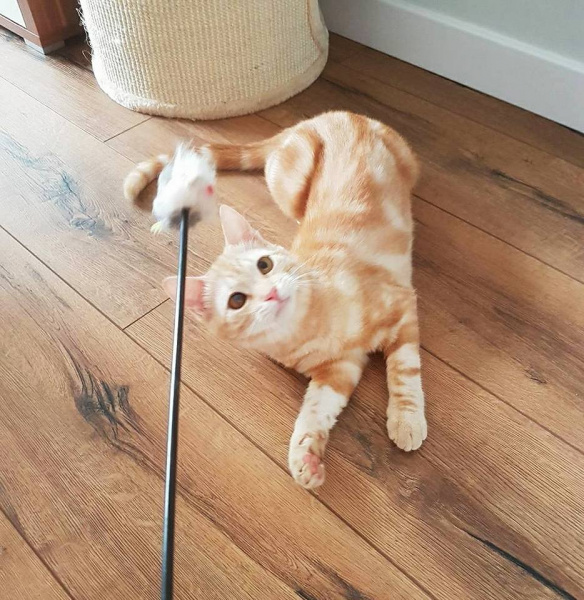 "Кто мечтает о рыжем коте?": в Киеве срочно ищут дом милому животному (фото)