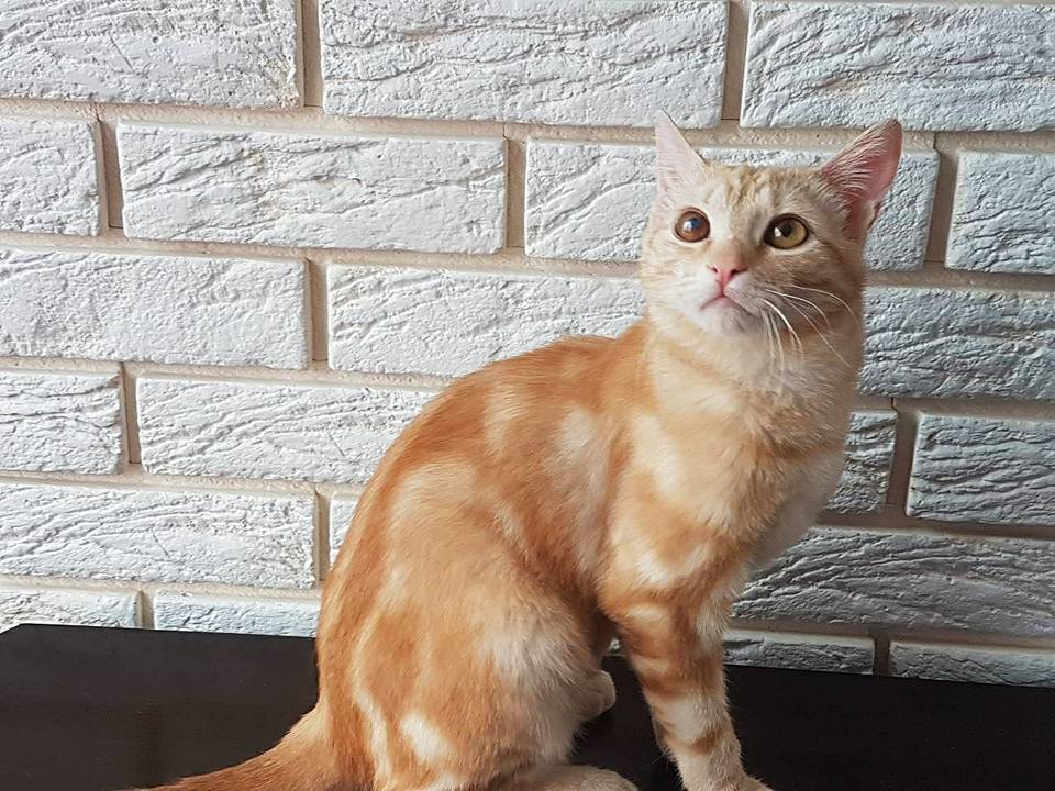 "Хто мріє про рудого кота?": у Києві терміново шукають дім милій тварині (фото)