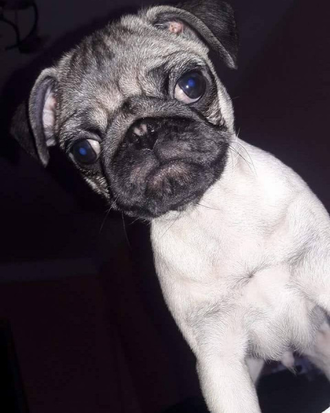 В Киеве пропал щенок: в сети просят о помощи за вознаграждение (фото)