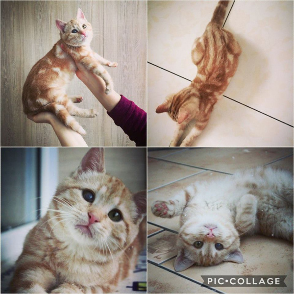 "Кто мечтает о рыжем коте?": в Киеве срочно ищут дом милому животному (фото)