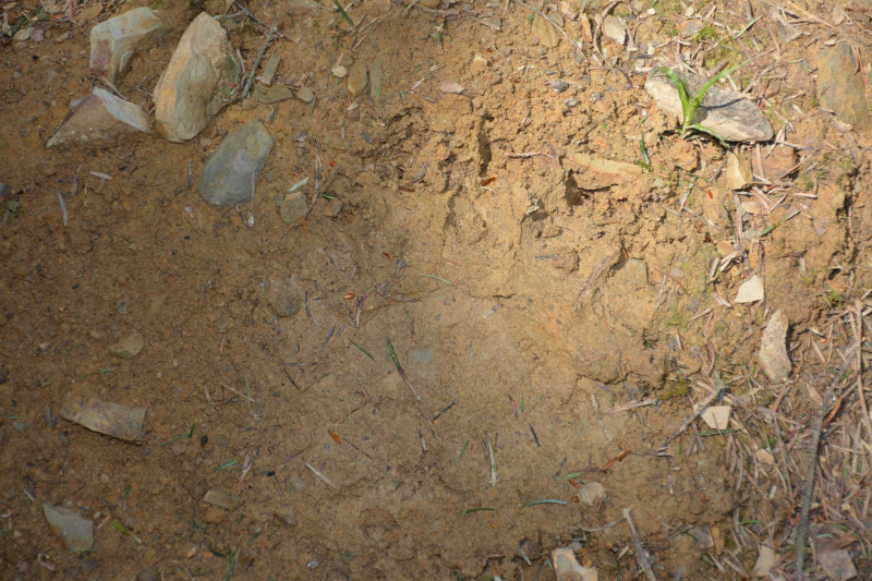 На Прикарпатті ведмідь нахабно обкрадає пасіки (фото)