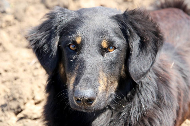 "Десяток врятованих життів воїнів": в мережі показали чотирилапого "солдата" ЗСУ