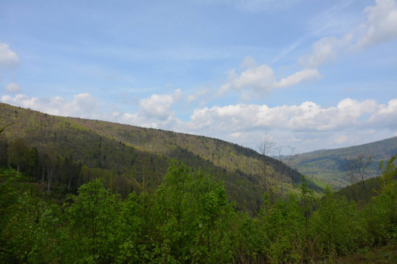 На Прикарпатті ведмідь нахабно обкрадає пасіки (фото)