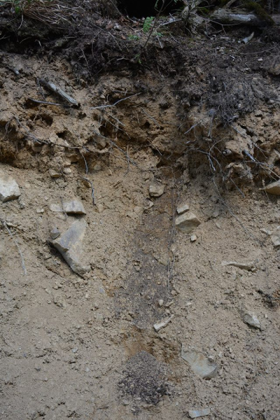 На Прикарпатье медведь нагло обворовывает пасеки (фото)