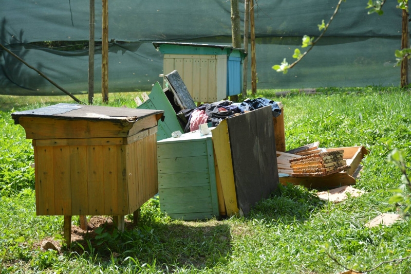 На Прикарпатті ведмідь нахабно обкрадає пасіки (фото)