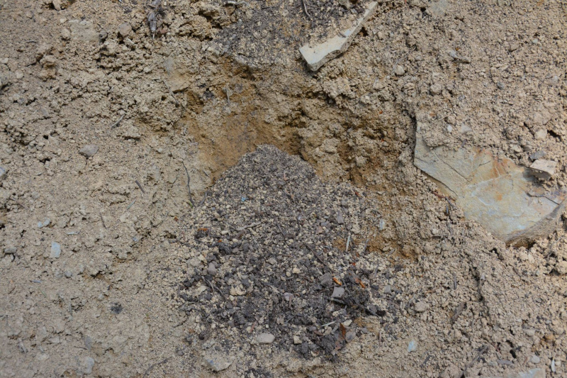 На Прикарпатті ведмідь нахабно обкрадає пасіки (фото)