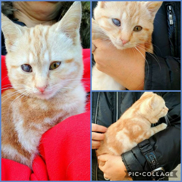 "Хто мріє про рудого кота?": у Києві терміново шукають дім милій тварині (фото)