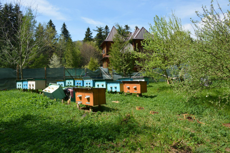 На Прикарпатье медведь нагло обворовывает пасеки (фото)