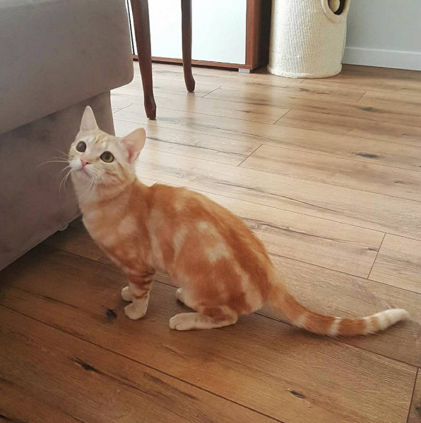 "Хто мріє про рудого кота?": у Києві терміново шукають дім милій тварині (фото)