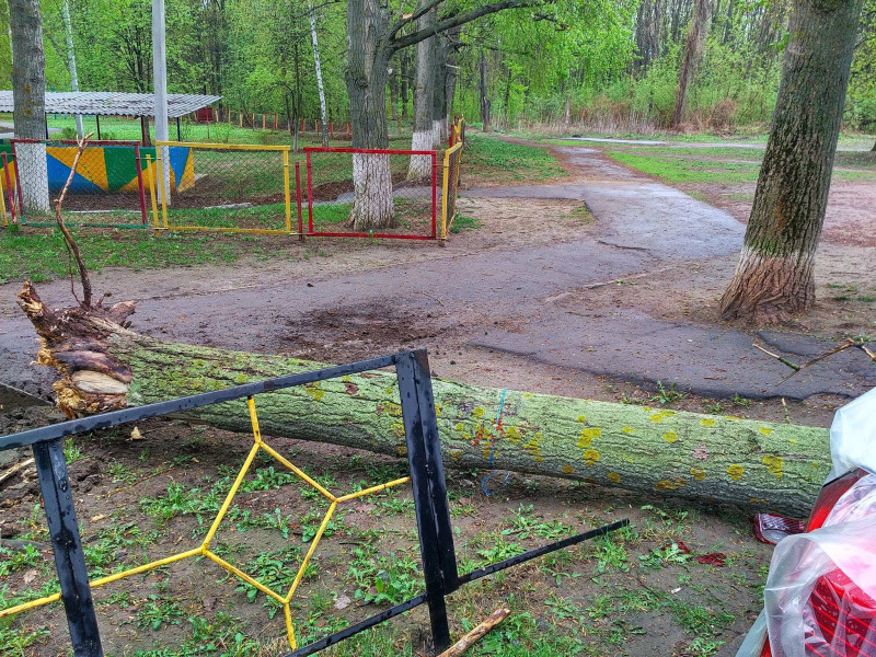 "Водій дивом відійшов": в Харкові дерево розчавило кілька авто (фото)