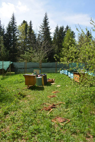 На Прикарпатье медведь нагло обворовывает пасеки (фото)