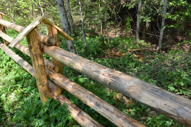 На Прикарпатье медведь нагло обворовывает пасеки (фото)
