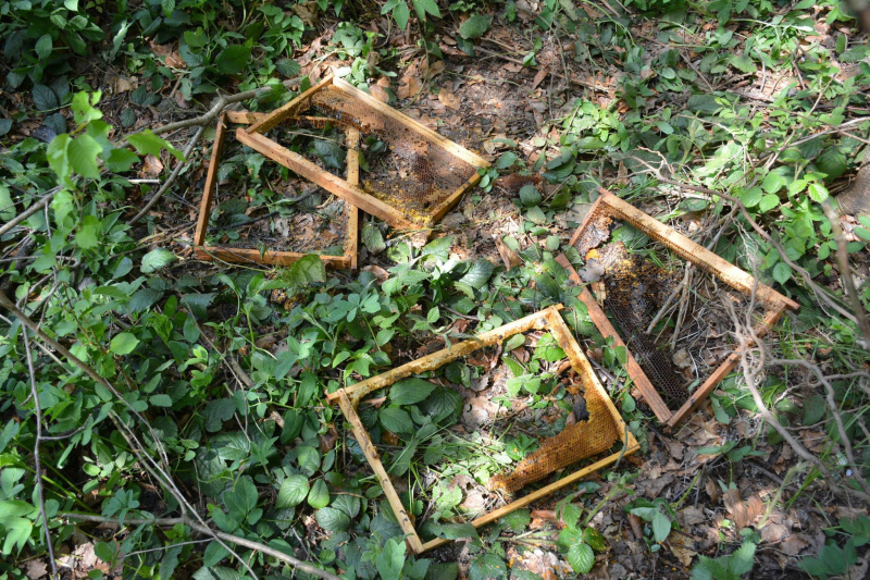 На Прикарпатье медведь нагло обворовывает пасеки (фото)