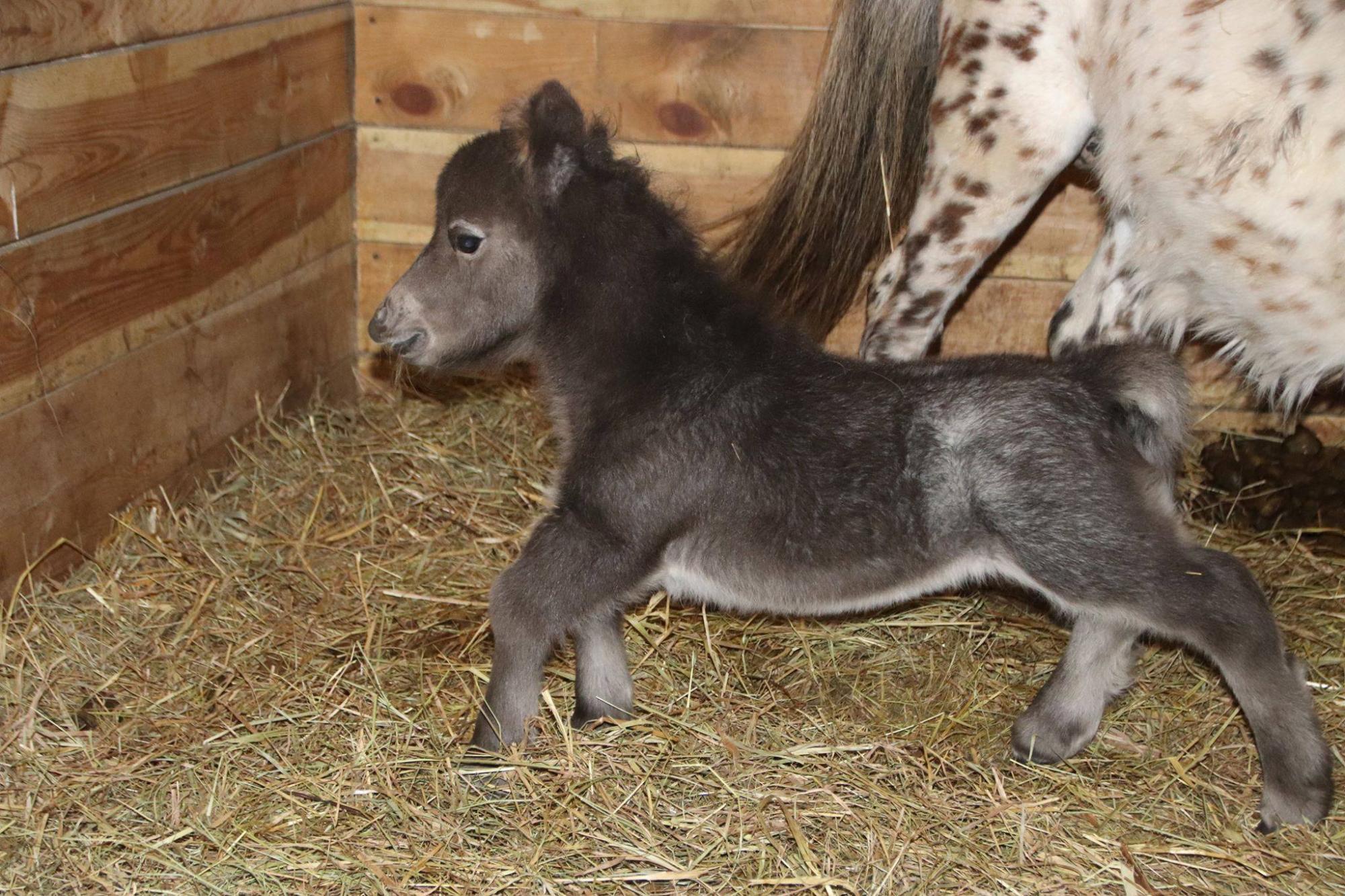 Новорожденный пони