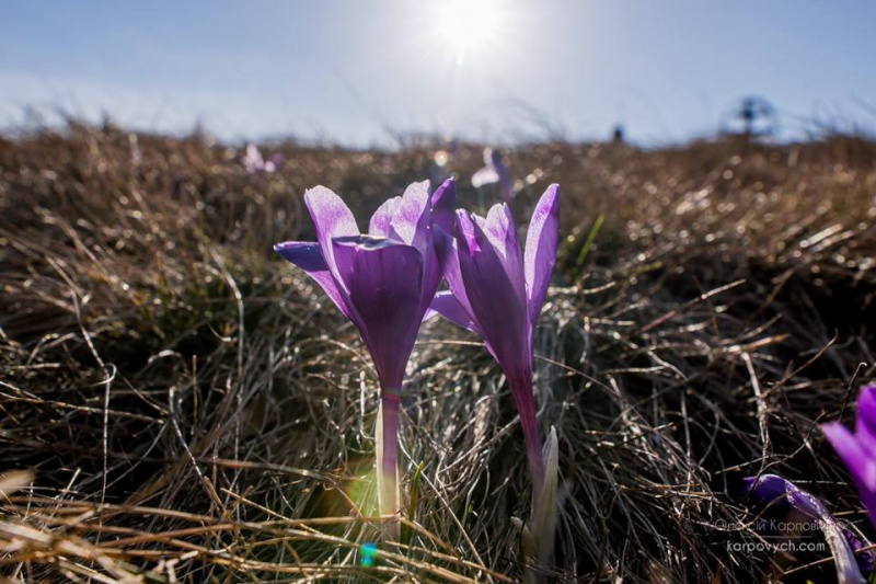 Весна во всей красе: в сети показали потрясающие фото Карпат
