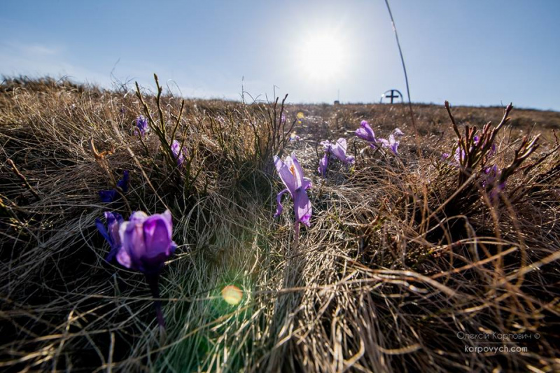 Весна во всей красе: в сети показали потрясающие фото Карпат
