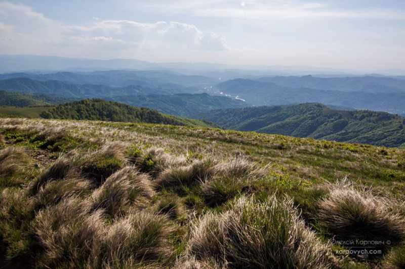 Весна во всей красе: в сети показали потрясающие фото Карпат