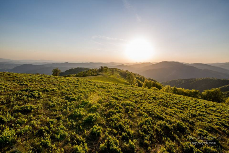 Весна во всей красе: в сети показали потрясающие фото Карпат