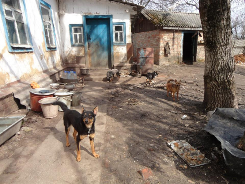 Нужна помощь: в Полтавской области могут погибнуть более 30 животных