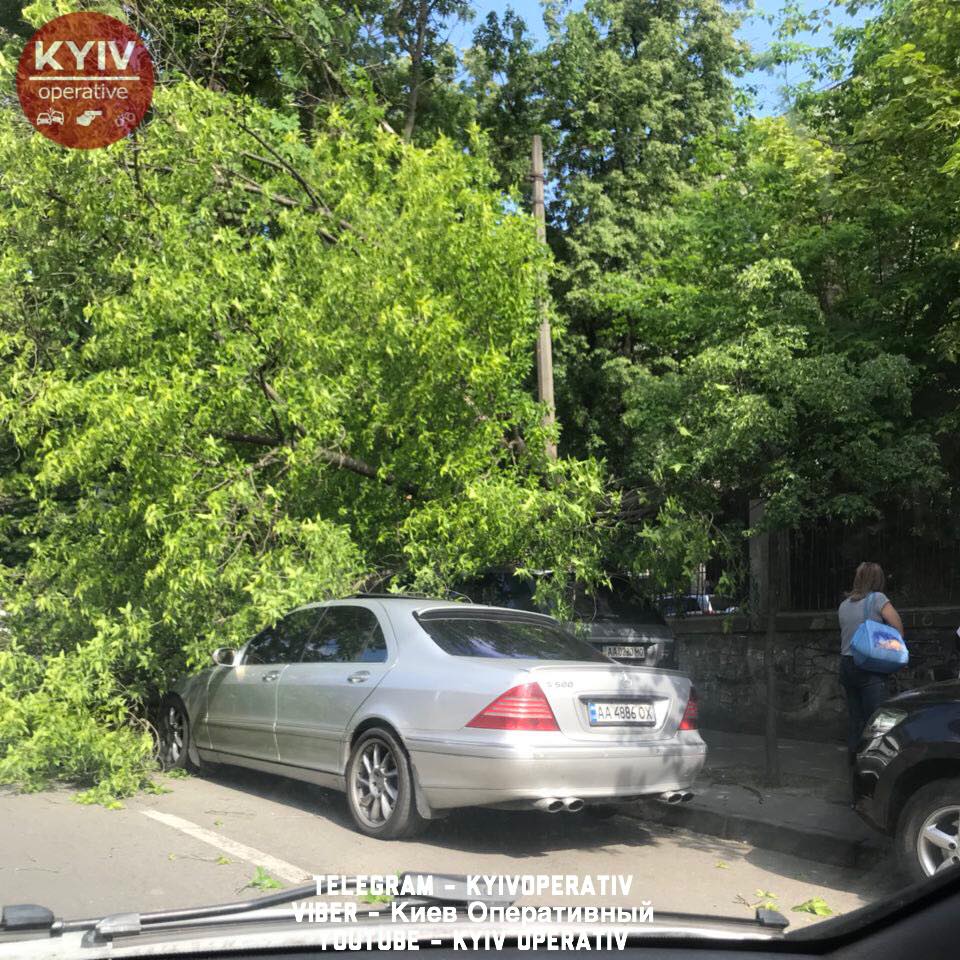 В центре Киева на автомобили упало дерево (фото)