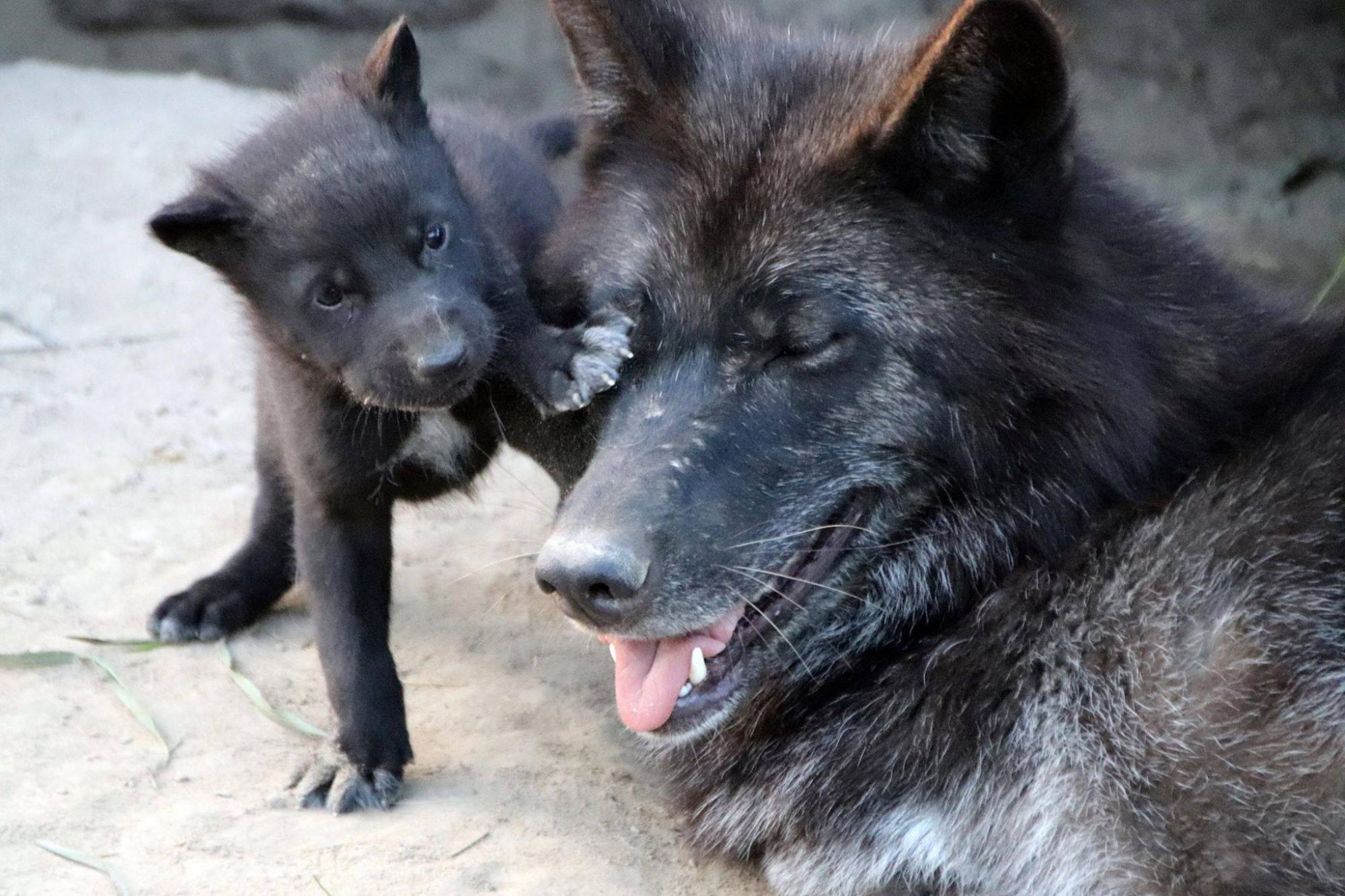 Чудове поповнення: у зоопарку під Києвом народилися нові мешканці