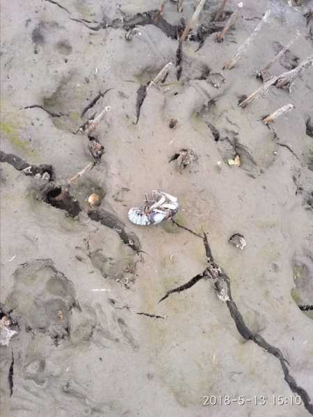 Затопление шахты "Юнком": в сети показали экологическую ситуацию на Донбассе (фото)