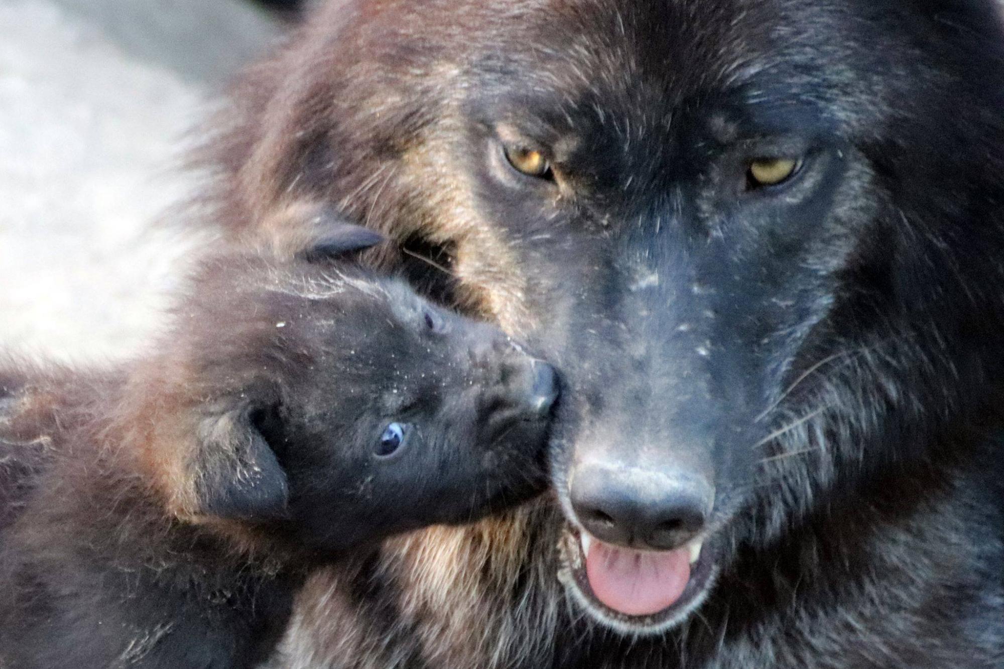 Чудове поповнення: у зоопарку під Києвом народилися нові мешканці