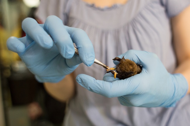 Летучие мыши в Киеве