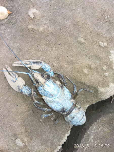 Затопление шахты "Юнком": в сети показали экологическую ситуацию на Донбассе (фото)