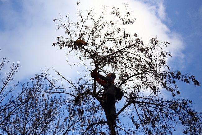 Команда спасения животных в Киеве