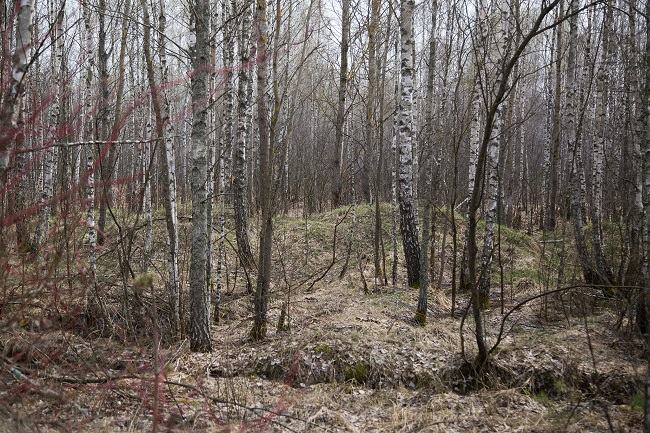 Стан Рудого лісу сьогодні