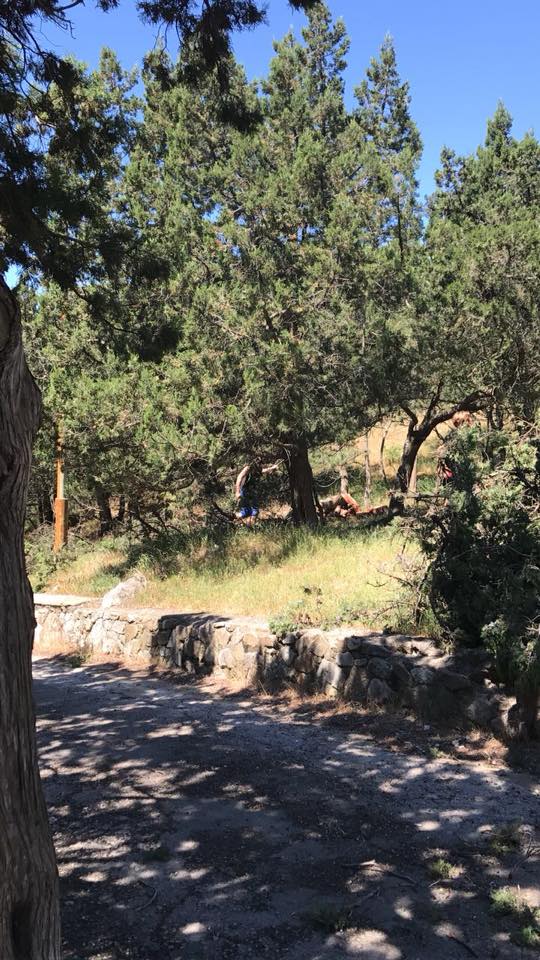 "Пилят напролом": в Крыму уничтожают вековые можжевельники (фото)