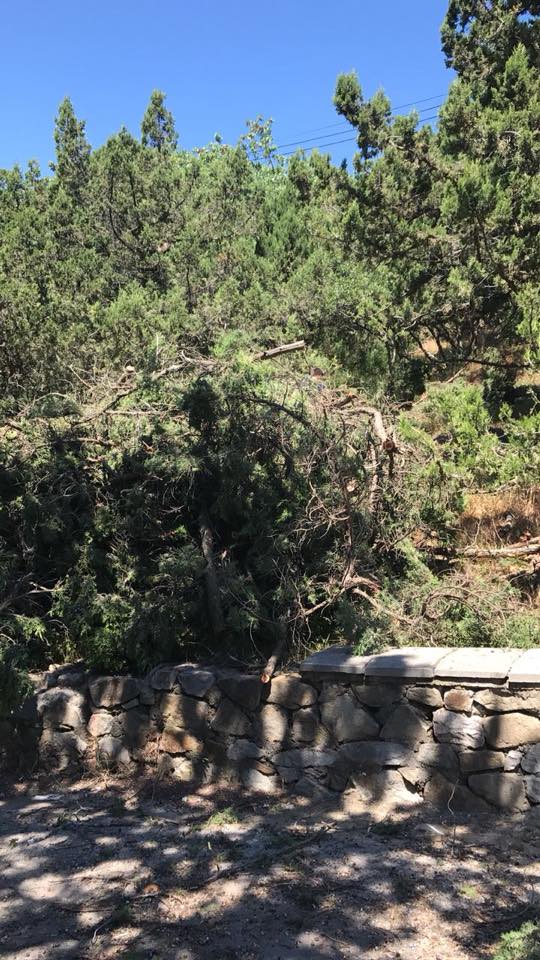 "Пилят напролом": в Крыму уничтожают вековые можжевельники (фото)