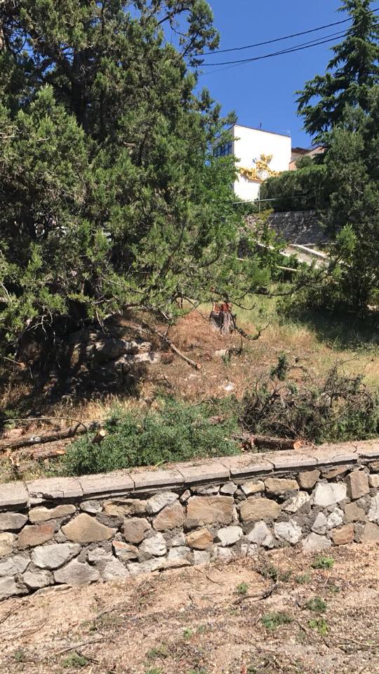 &quot;Пилят напролом&quot;: в Крыму уничтожают вековые можжевельники (фото)