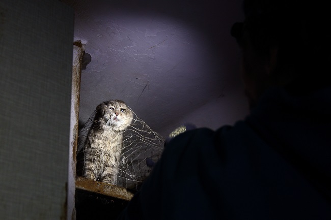 Спасение животных в Киеве 