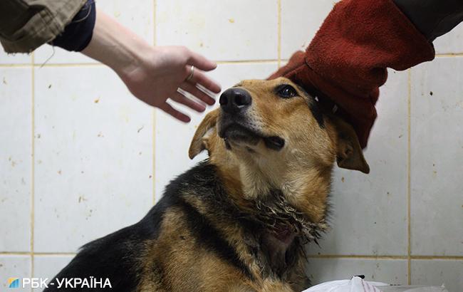&quot;Им плевать&quot;: в сети возмущены провалом важного зоозащитного законопроекта