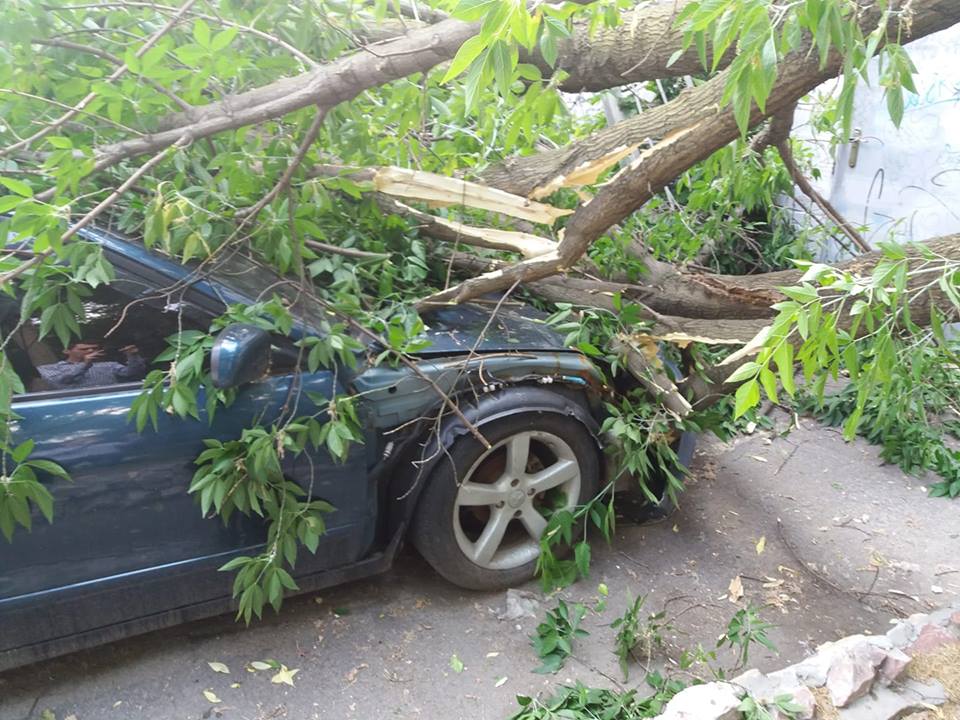 НП у Києві: дерево впало на автомобілі