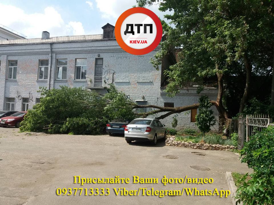 НП у Києві: дерево впало на автомобілі