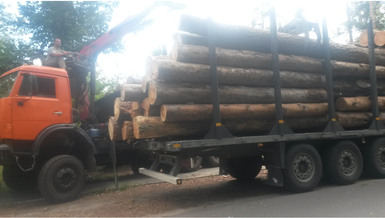 Золотой лес Пуща-Водицы