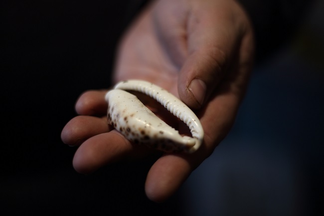 Раковина каурі, знайдений на розкопках