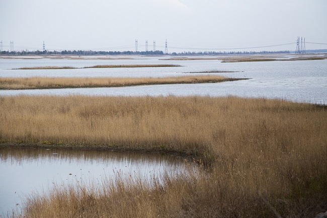 Водойма-охолоджувач Чорнобильської АЕС