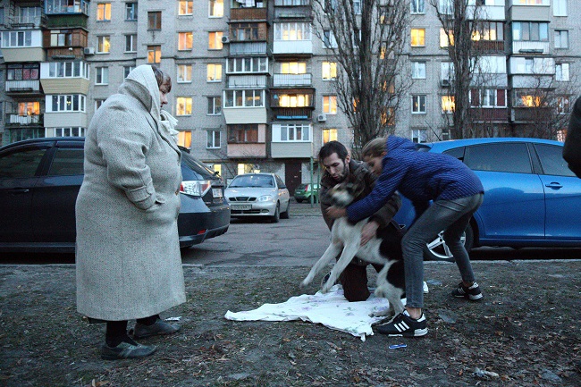 Жители двора помогают волонтеру подготовить больную собаку к транспортировке