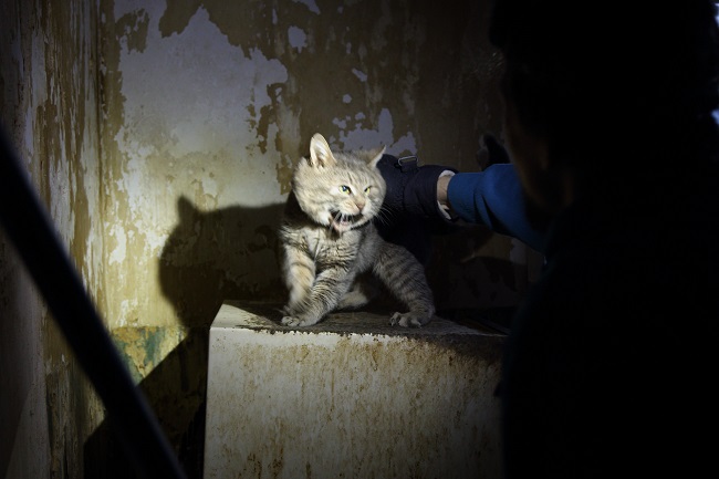 Спасение кота 