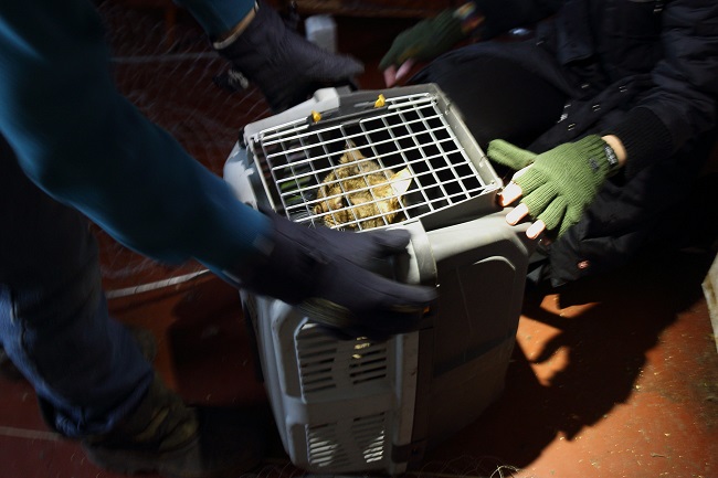 Группы спасения животных в Киеве 