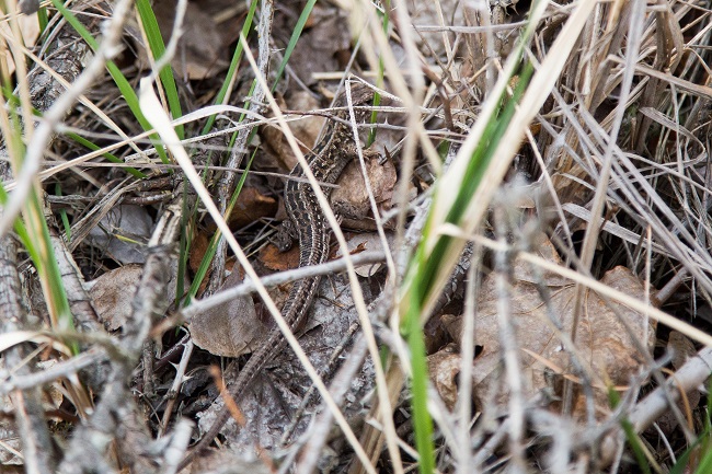 Тварини зони відчуження
